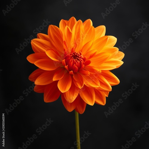 Bright Orange Flower Blooms With Petals Spread Wide in Sunlight Against Dark ...