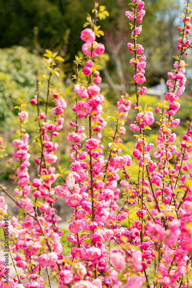 Fototapeta premium Flowering almond or Prunus Triloba plant in Zurich in Switzerland 3.4.2026