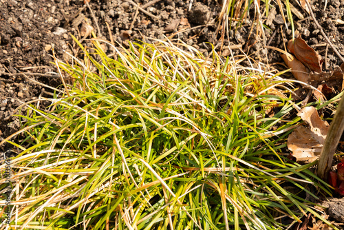 Photography Mondograss or Ophiopogon Japonicus plant in Zurich in Switzerland 3