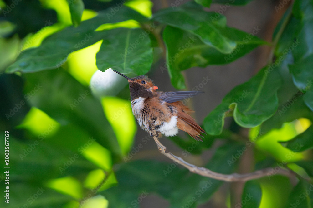 Fototapeta premium Hummingbird In Tree Rufuos Allens