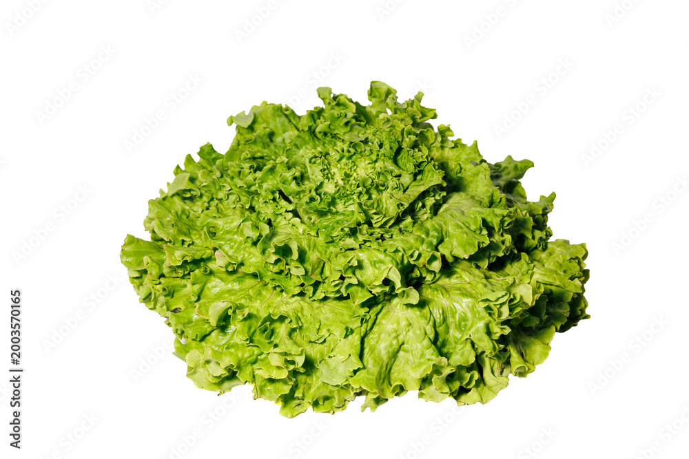 Obraz premium Fresh Green Lettuce Head Isolated on White Background