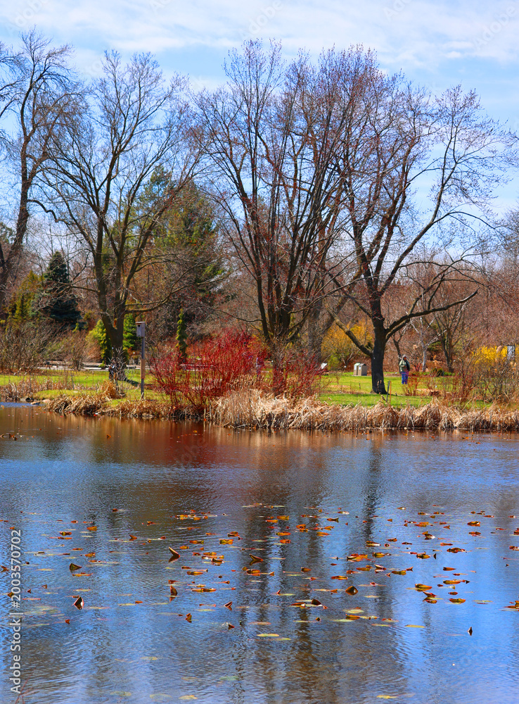 Obraz premium Trees reflection during the spring time Montreal Quebec Canada