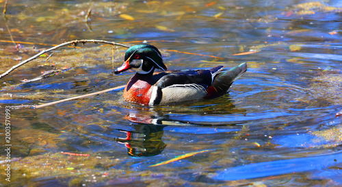 Bild auf Leinwand The Wood Duck and Carolina Duck are two names for the exact same species of North American waterfowl (Aix sponsa)