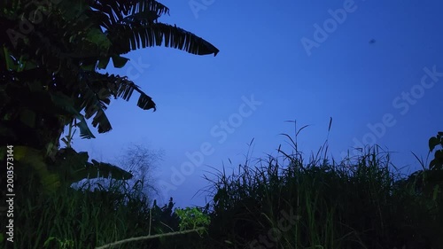 Peaceful Late Afternoon in the Backyard Garden