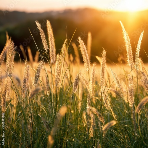 Sunset Over Grass Field With Tall Plants Swaying in the Warm Light