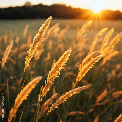 Sunset Over Grass Field With Tall Plants Swaying in the Warm Light