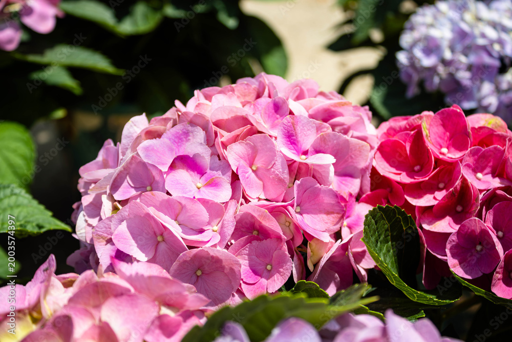 Obraz premium pink hydrangea flowers
