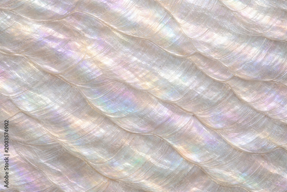 Fototapeta premium Mother of Pearl Shell Texture Seamless Pattern. Close-up nacre shell surface detail. Iridescent organic material design. Realistic pearl shell texture background. Detailed glossy macro close-up. 