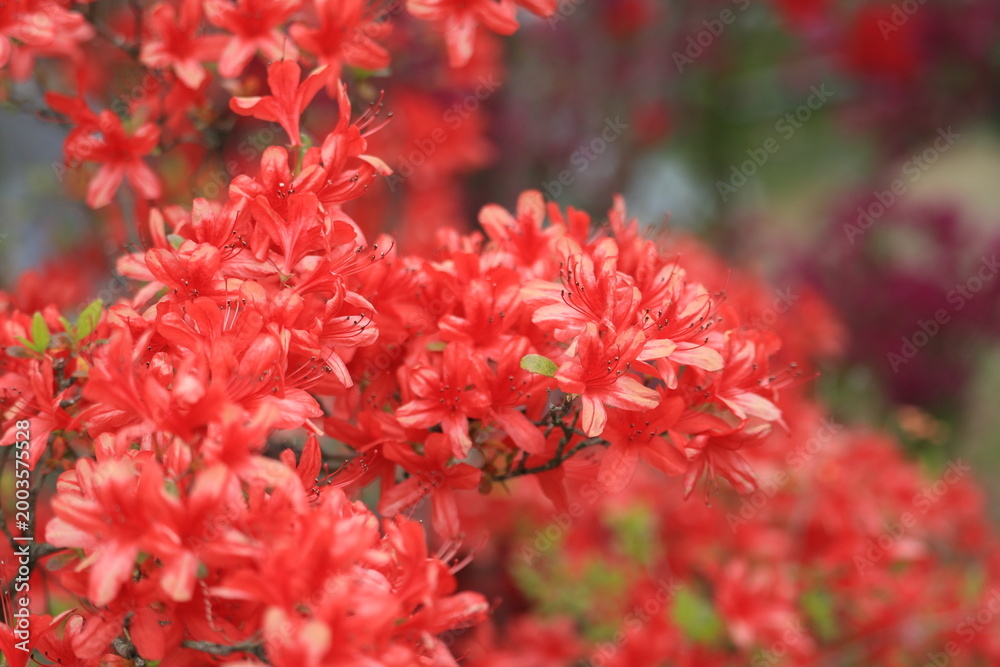 Fototapeta premium ツツジ, 自然, 花, ５月, ４月, 庭園, 庭, 花びら, 満開, 美しい, フローラル, 葉, 明るい, 植物, 咲く、屋外、園芸