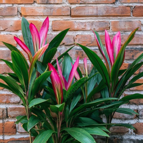 Plants Grow Near a Brick Wall in a Sunny Garden During a Bright Afternoon in ...