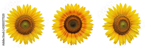 Cuadro en lienzo Set and collection of large yellow sunflower head isolated on white transparent
