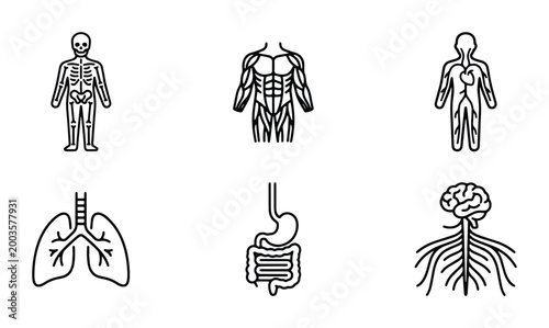 Human anatomy line icons set, medical body systems and internal organs vector collection, skeletal muscular and nervous system diagrams