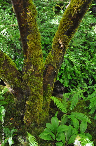 Moss covered tree in lush green garden