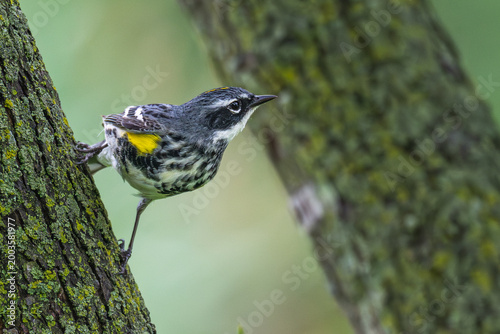 Yellow-rumped warbler perched on a tree trunk.