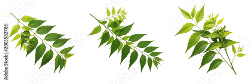 Bilde på lerret Set and collection of green neem leaves isolated on white transparent png backgr