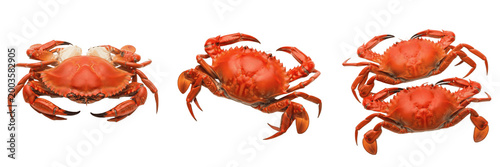 Obraz na płótnie Set and collection of red crab sea animal isolated on white transparent png back