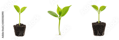 Tableau sur toile Set and collection of green plant seedling isolated on white transparent png bac