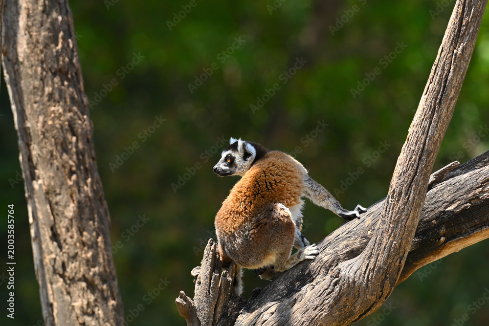 Naklejka premium Lemur climbing among the trees and attentive to its surroundings