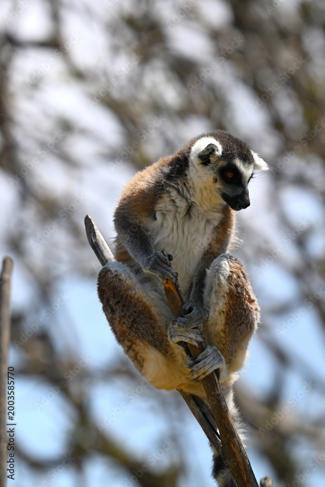 Naklejka premium Lemur perched on the tip of a dry branch against a blurred background