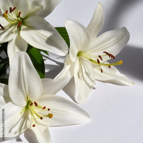 Lily Flowers Arranged on a White Background With Natural Light Highlighting T...