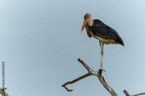 Canvas Print Marabou stork or Leptoptilos crumenifer perched motionless on old branch against