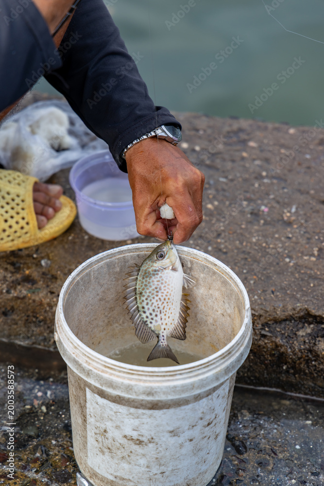 Obraz premium A fisherman proudly displays a freshly caught spotted rabbitfish, ready to be placed in a bucket, at the pier in Fishing port Vinh Truong, Nha Trang, Vietnam