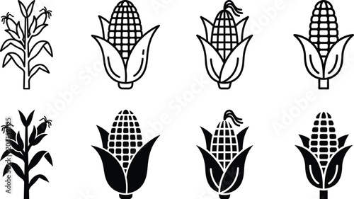 Black and white illustration of corn plants and cobs in various stages