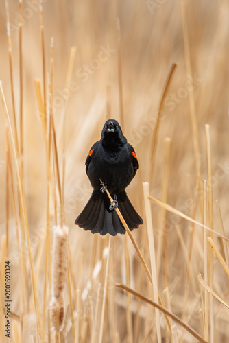 red winged blackbird, colorado native birds, prairie birds of denver