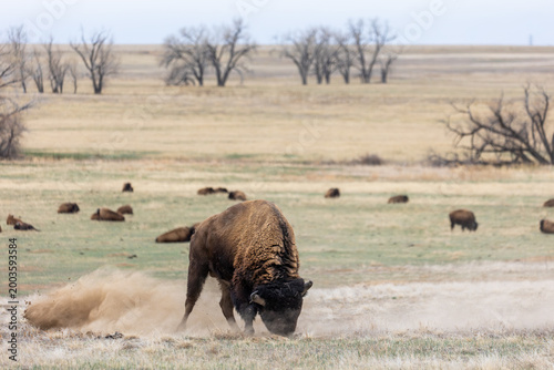 Buffalo Stirring up Dirt, Colorado Buffalo, Angry Buffalo