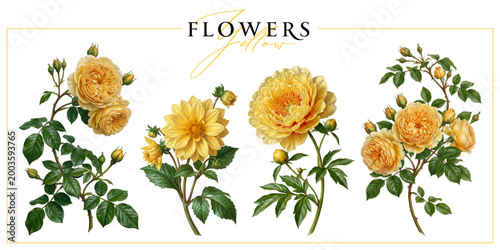 Yellow garden flowers isolated on a white background. Vintage painting style illustration.