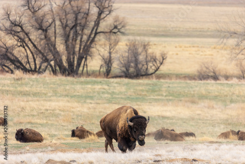 Powerful Bison Walking through Colorado Grasslands, Herd of Bison, Buffalo of Colorado