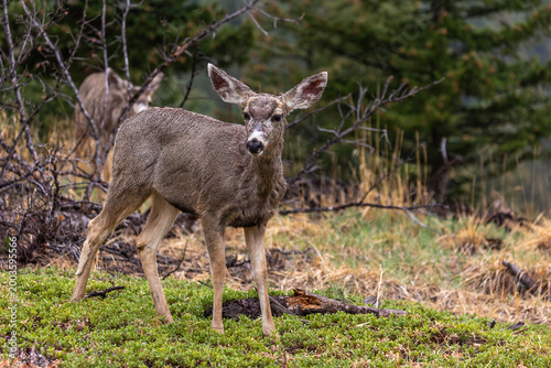 Canvas Print Deer in Boulder Colorado Mountains, Surrounding Mountains of Boulder CO Wildlife
