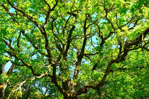 Valokuva Canopy of a downy oak (Quercus pubescens) deciduous broadleaf tree at Guljanov D