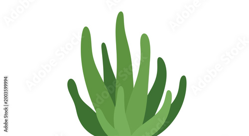 Vibrant Green Aloe Vera Plant, Isolated on White Background, Fresh Succulent