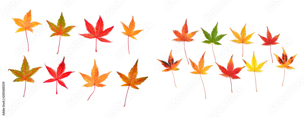 Fototapeta premium Collection autumn Japanese maple leaf and twig isolated on white background. Flat lay, top view