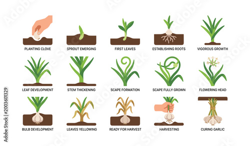 Garlic plant growth stages showing lifecycle in grid layout