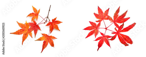 Collection autumn Japanese maple leaf and twig isolated on white background. Flat lay, top view