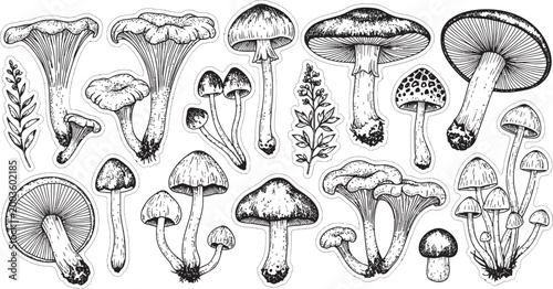 Hand-drawn mushrooms on white background