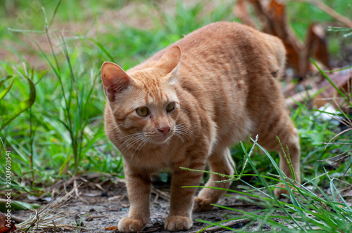 Fotografie Photogenic orange cat outdoor.