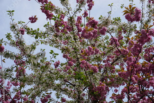 Colorful close up of the treetop of a flowering cherry tree blossoming with pink and white flowers in spring 