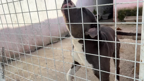 Video of a pitbull dog inside a cage at an animal shelter, getting excited and energetic when noticing the camera.