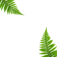 Two green fern fronds corner design element isolated on transparent background