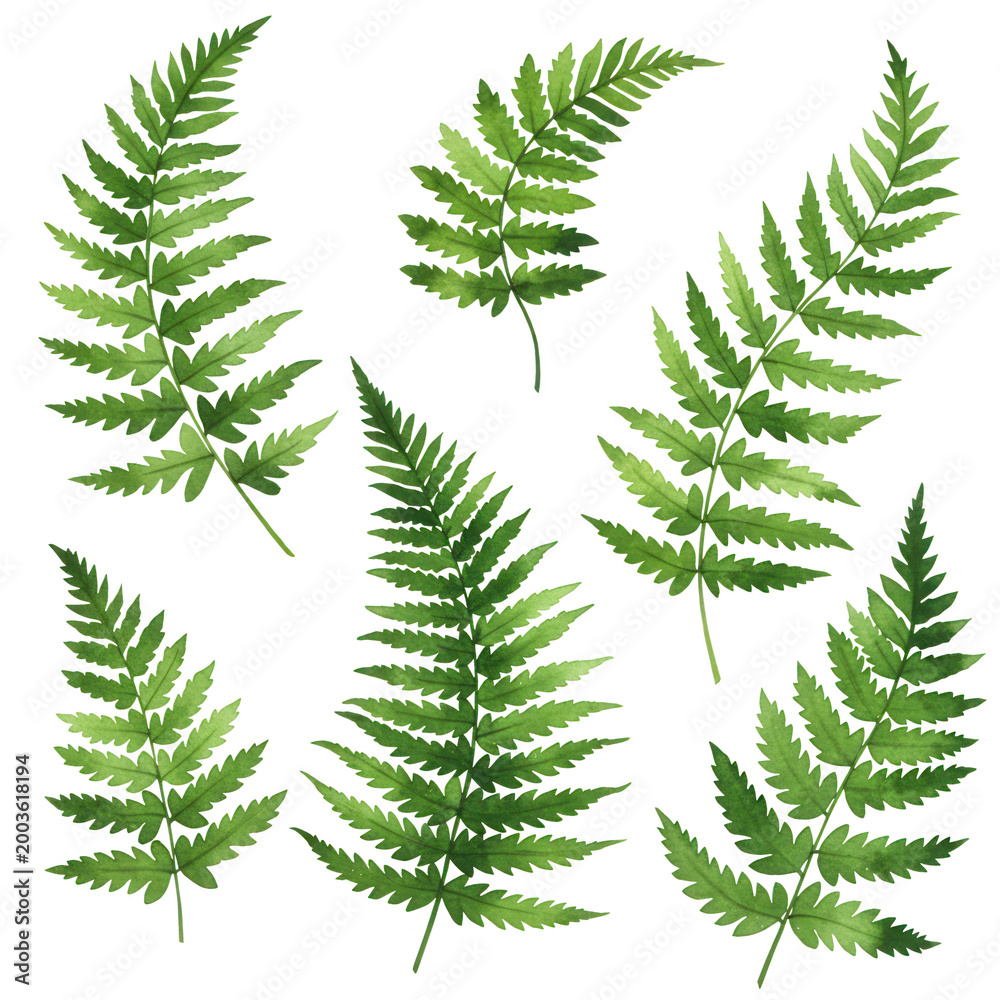 Obraz premium Seven watercolor fern fronds isolated on transparent background