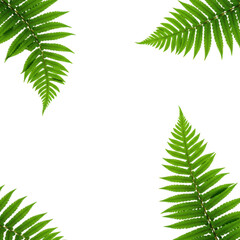 Vibrant green fern fronds corner frame isolated on transparent background