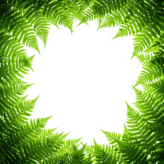 Lush green fern frame isolated on transparent background