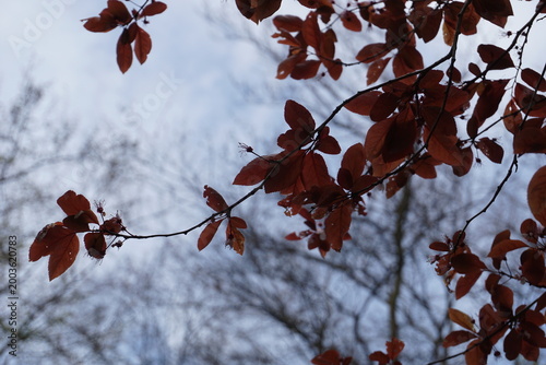 Colorful close up of the red leaves of a Fagus sylvatica, or European beech tree, in autumn or fall from an upward angle