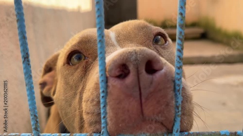 Video of a pitbull dog inside a cage at an animal shelter, getting excited and energetic when noticing the camera.
