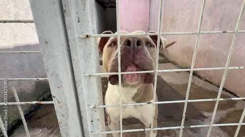 Video of a pitbull dog inside a cage at an animal shelter, getting excited and energetic when noticing the camera.