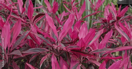 Colorful Pink Leaves of a Plant in Medellin, Colombia
