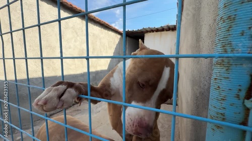 Video of a pitbull dog inside a cage at an animal shelter, getting excited and energetic when noticing the camera.